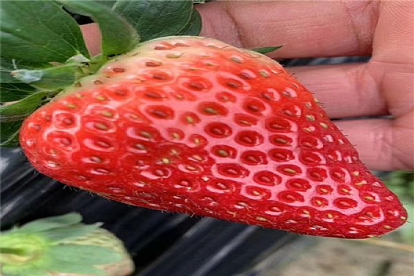 公司產品